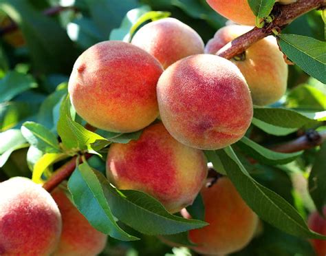 How to Grow and Care for a Dwarf Peach Tree