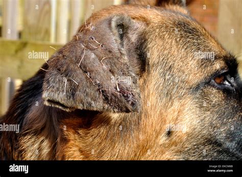 Outside ear flap of German Shepherd dog recovering from surgery on ...