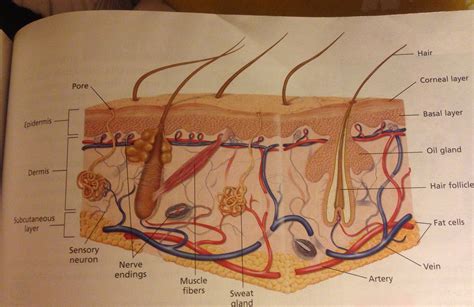 Integumentary System Diagram