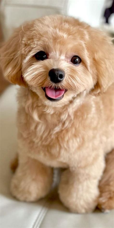 20 Incredibly Attractive Poodle Puppies That Will Complete Your Family ...