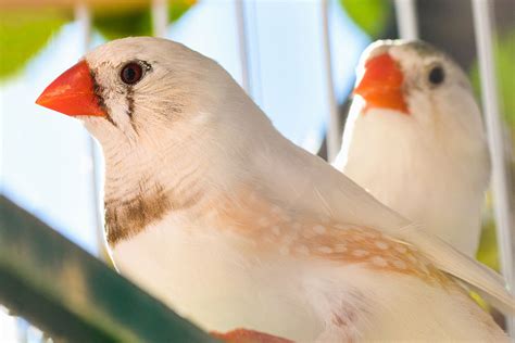 Zebra Finch Varieties | Zebra Finch | Finches and Canaries | Guide