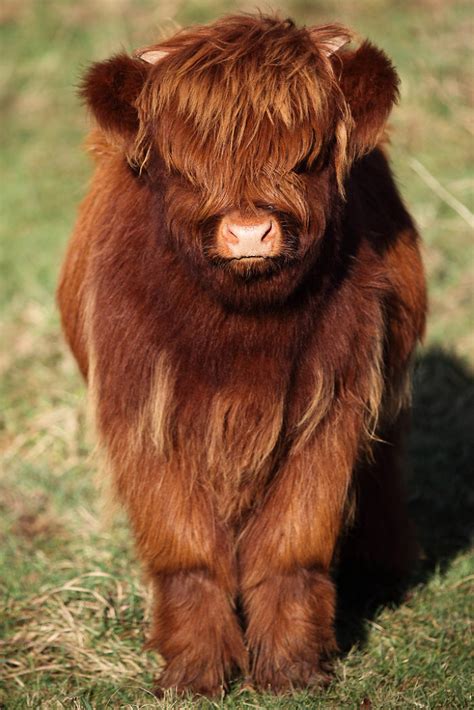 Cute-Baby-Highland-Cattle-Calves Baby Farm Animals, Baby Cows, Cute ...