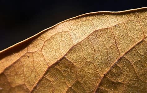 Premium Photo | A close up of a leaf with the texture of the leaf