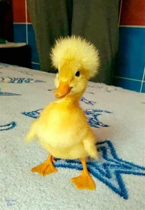 Afro duck #Music #IndieArtist #Chicago | Cute animals, Baby animals ...