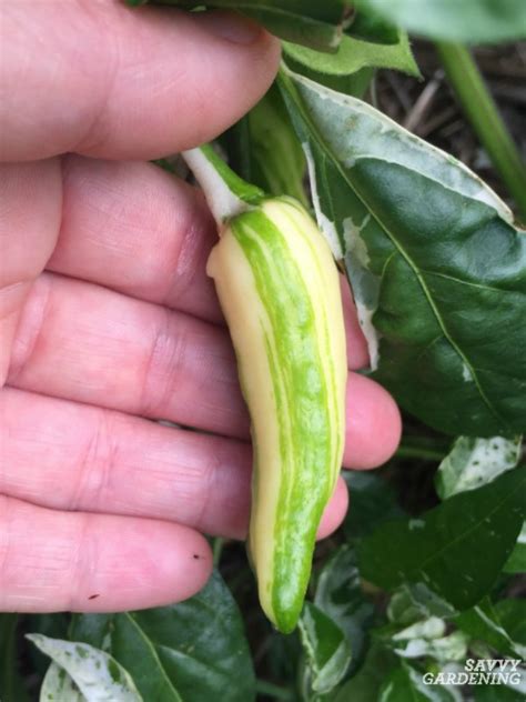 The Fish Pepper: How to grow this fascinating heirloom vegetable