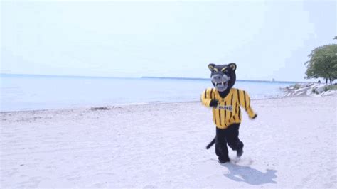 Beach Fail GIF by UW-Milwaukee - Find & Share on GIPHY