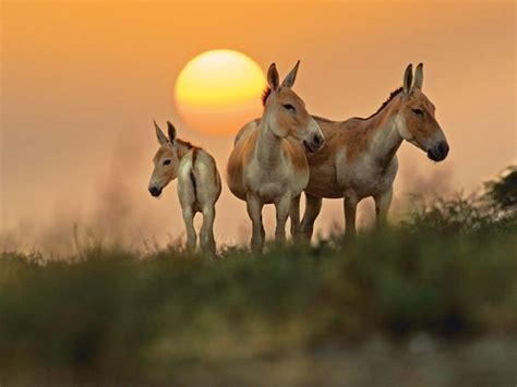 Top 157 + Little rann of kutch is famous for which animal ...