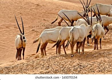 Arabian Oryx Natural Habitat Stock Photo 165070154 | Shutterstock