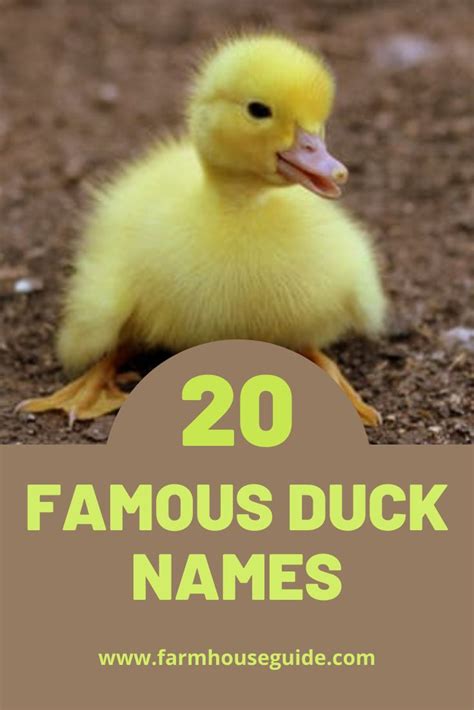 20 FAMOUS DUCK NAMES | Pet ducks, Cute chicken names, Cute pet names