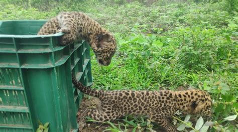 Attempts to reunite four leopard cubs with mother fail | India News ...