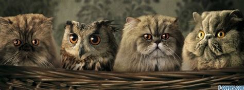 cute animals funny sweet Facebook Cover timeline photo banner for fb