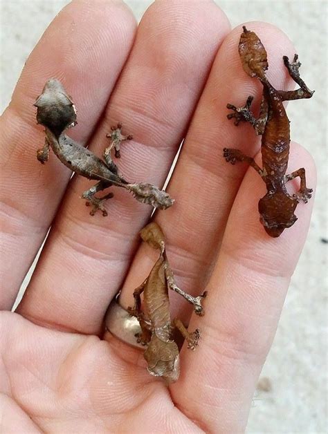 Baby leaf-tailed geckos. #cute #lizard #animals | Cute reptiles ...