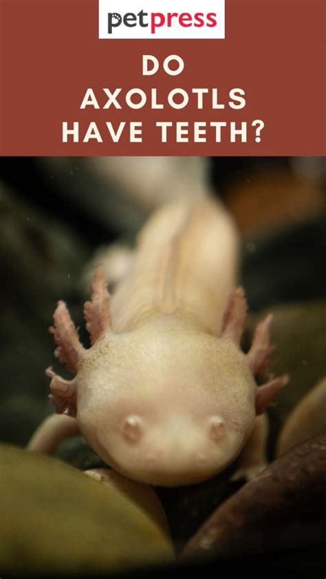 Do Axolotls Have Teeth? What You Need to Know About These Amphibians