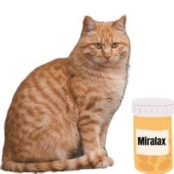 Miralax For Cats | Dosage Chart - Benefits & Side Effects