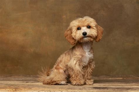 14 Pretty & Impressive Maltipoo Haircuts (With Pictures) | Hepper