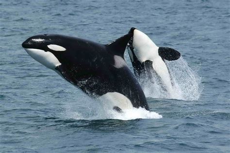 Orcinus orca (Killer whale)