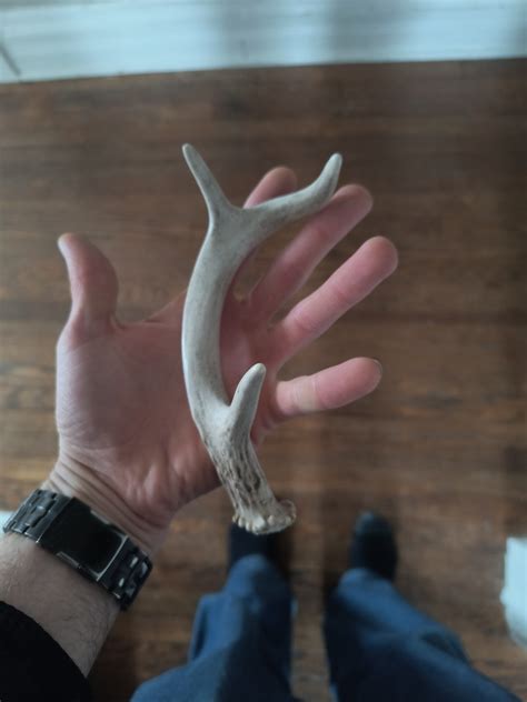 How rare are the chances of finding large deer antlers in the forest ...