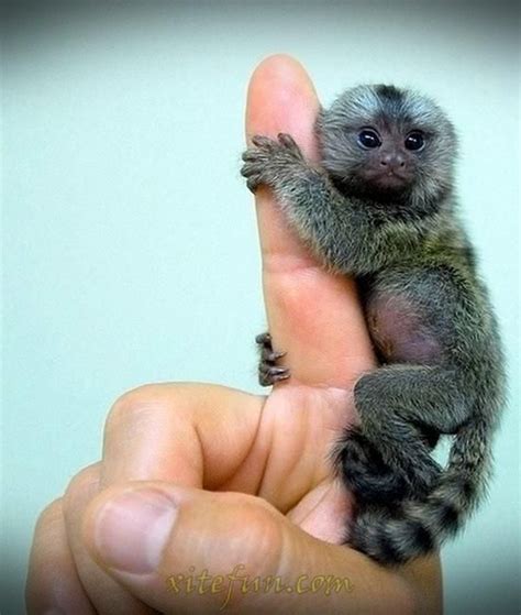 15++ Spider monkey pet information