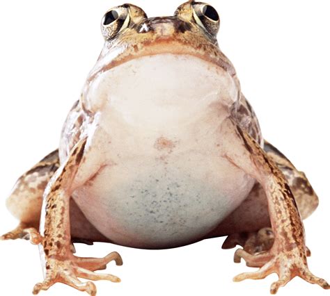 Frog Png Image - Free Download