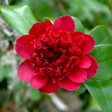 Camellia Takanini – pb6.5 (60/80) – Greenleaf Nurseries