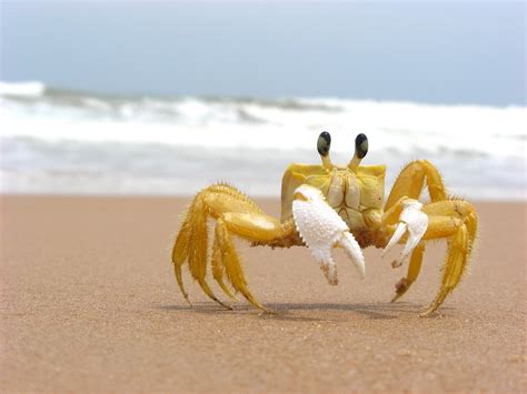 Zena Edwards BlogSpot: Yellow crab