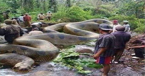 So Amazing: See The World Biggest Snake Anaconda! @ Www.naijaboss.com ...