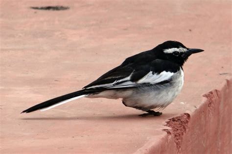 Kostenlose foto : Vogel, Flügel, Tierwelt, Schnabel, Fauna, Passerine ...