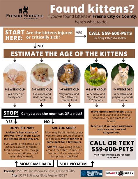 Kitten Teeth Age Chart