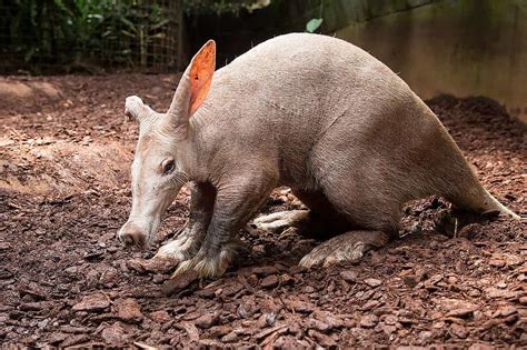 What Do Aardvarks Eat? Their 4 Favorite Foods - A-Z Animals