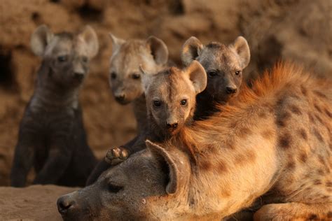 Fascinating Facts about Hyenas | Kapama Blog