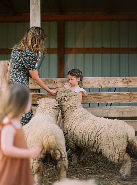 Babydoll Sheep: Everything You Need to Know | Everly & Raine Co.