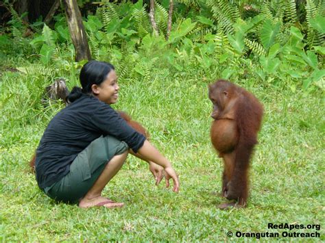 Borneo Orangutan Survival Foundation (BOSF) - Orangutan Outreach