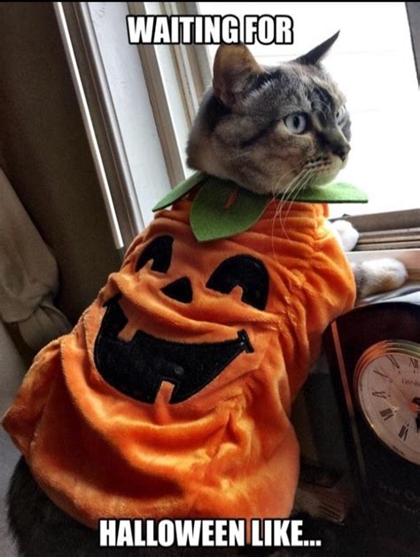 Pumpkin Cat :3 - Meme by Kawaii_Koala :) Memedroid