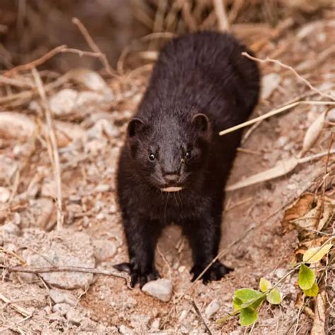 European Mink - Facts, Diet, Habitat & Pictures on Animalia.bio