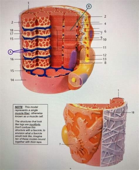 Skeletal Muscle Cell Model