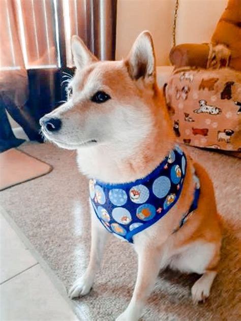 Shiba Inu Dog Harness Set/ Boy Dog Harness and Leash/ Blue Dog - Etsy