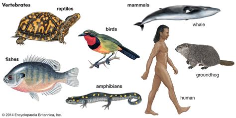 Vertebrate | Definition, Characteristics, Examples, Classification ...