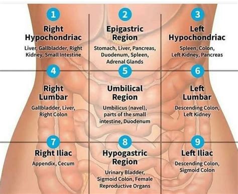 Medicholics on Instagram: “#abdomen” | Medical knowledge, Basic anatomy ...