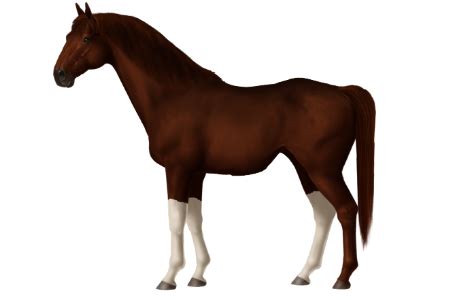 Horse Breeds - Yili • Horse World Online