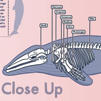 Anatomy of a Blue Whale Poster by Jessika Raisor | TpT