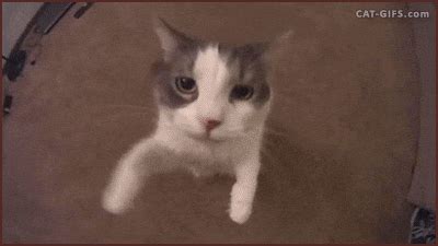 Cat Hug GIFs - Find & Share on GIPHY