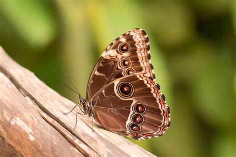 Brown Butterfly Meaning: What Do Brown Butterflies Symbolize? | Color ...