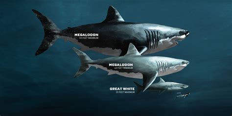 Cooper River - Diving for Megalodon Shark Fossils