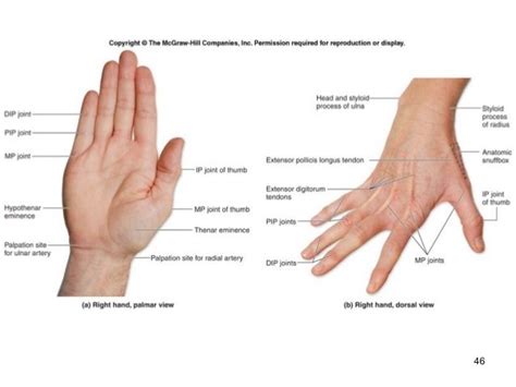 Surface Anatomy | Anatomy, Surface, Human anatomy