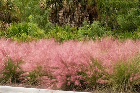 Pink-Muhly-Grass - Homestead Gardens, Inc.