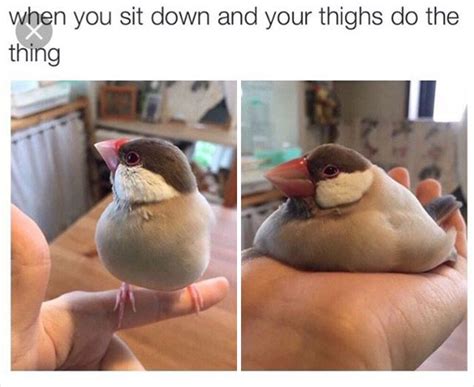 20 Memes That Show How Birds Can Inspire Internet Humor | DeMilked