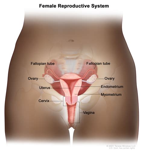 [Figure, Anatomy of the female reproductive system.] - PDQ Cancer ...