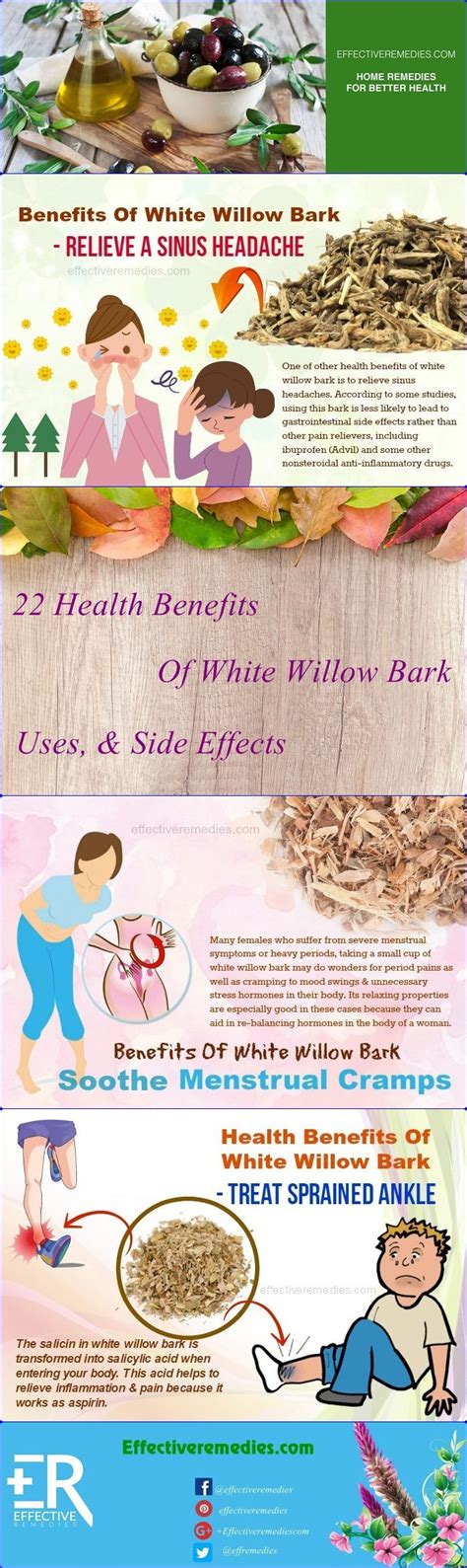 Do You Know Health Benefits Of White Willow Bark, Uses, & Side Effects ...