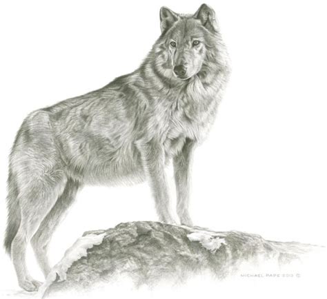 Maikan- Grey Wolf, original pencil drawing is sold. Limited edition ...