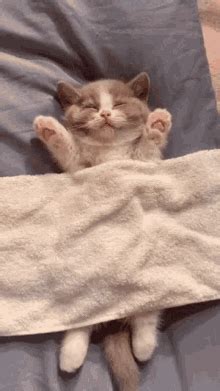 Sleepy Cat Cute GIF - Sleepy Cat Cute - Discover & Share GIFs